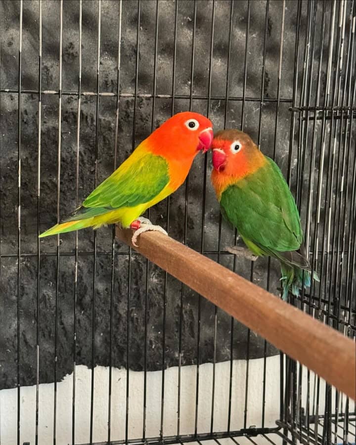 Yellow-faced Lovebirds For Sale