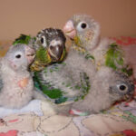 Baby parrots for sale