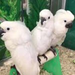 Cockatoo Parrots for sale