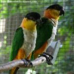 caique parrots for sale