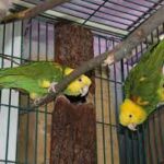 Amazon parrots for sale