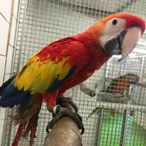 Scarlet Macaws Parrot For Sale