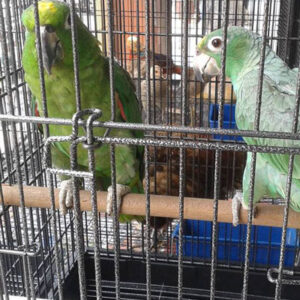 Yellow Napped Amazon Parrot