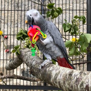African grey parrots for sale