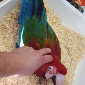 Baby green wing macaws for sale
