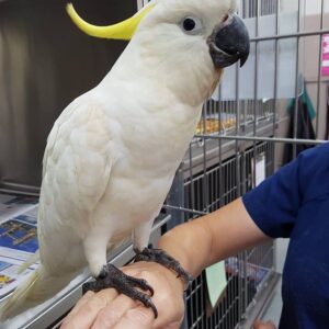 Sulphur Crested Cockatoo For-Sale