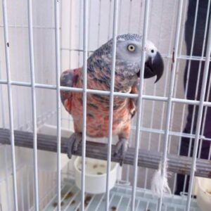 Red African Grey Parrot