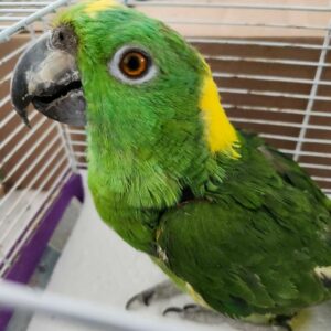 Yellow napped amazon parrots for sale