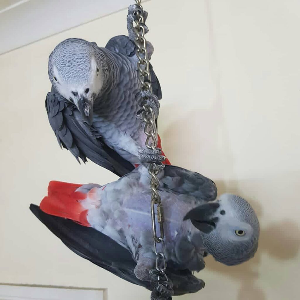 Congo african grey parrots for sale