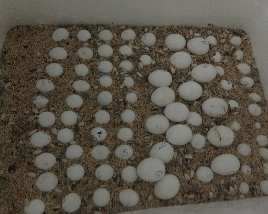 Toucan Fertile Eggs For Sale