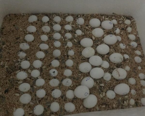 Toucan Fertile Eggs For Sale