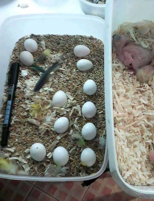 Cockatoo Fertile Eggs For Sale