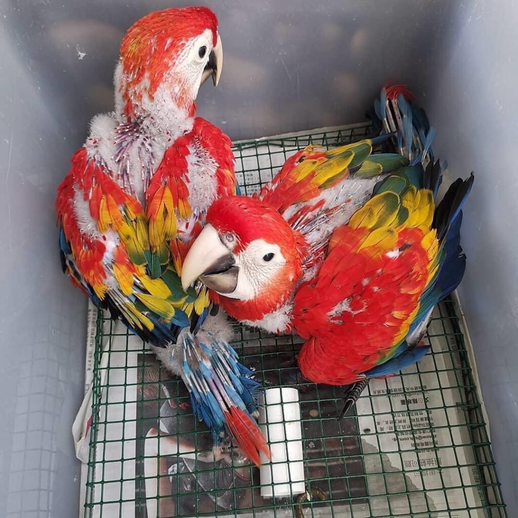 Talking parrots for sale