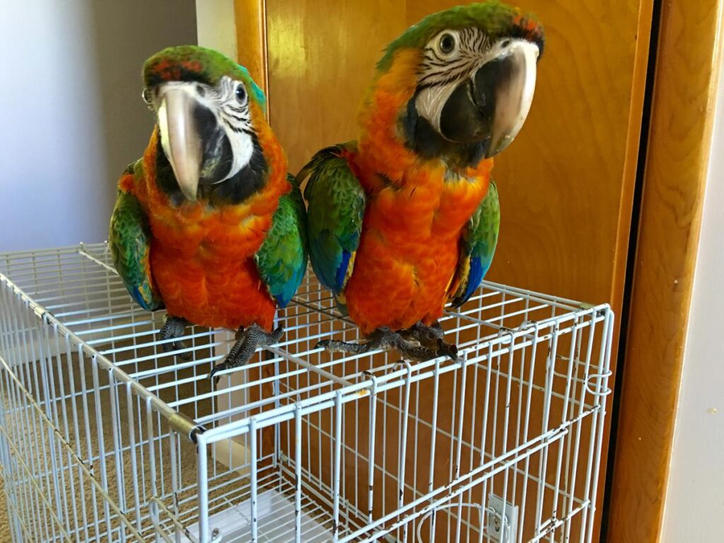 Catalina Macaw Breeder Pairs