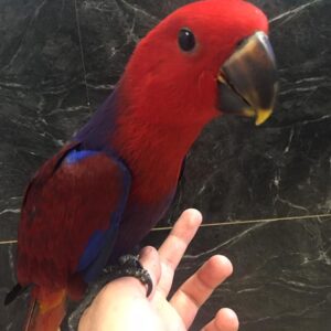 Red Sided Eclectus