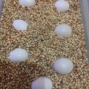 Blue and Gold Macaw Fertile Eggs For Sale