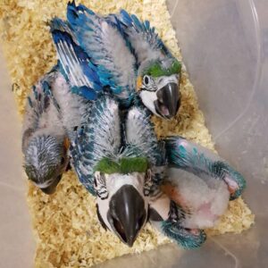 Baby Blue & Gold Macaw