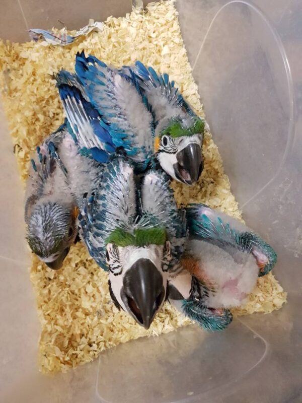 Baby Blue & Gold Macaw