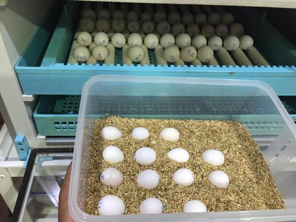 african grey parrot eggs for sale