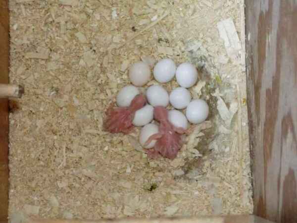 Hyacinth Macaw Eggs For Sale