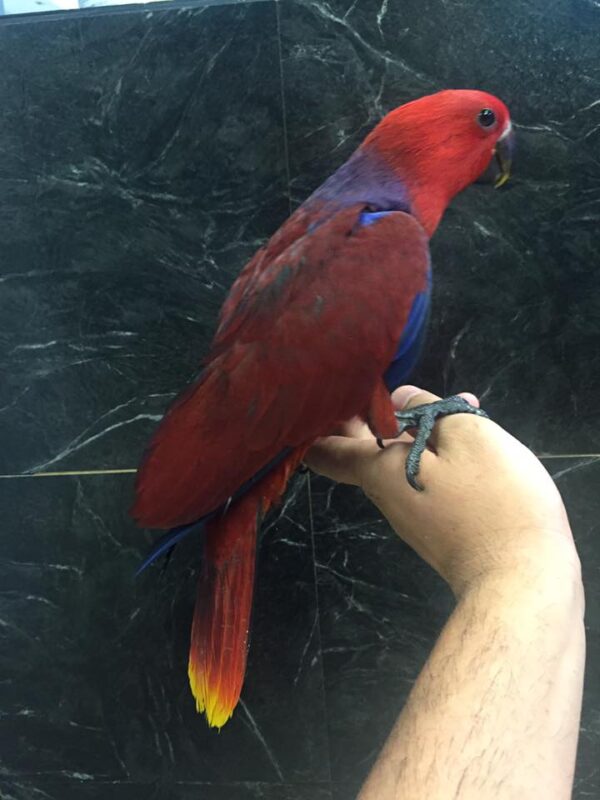 Red Sided Eclectus