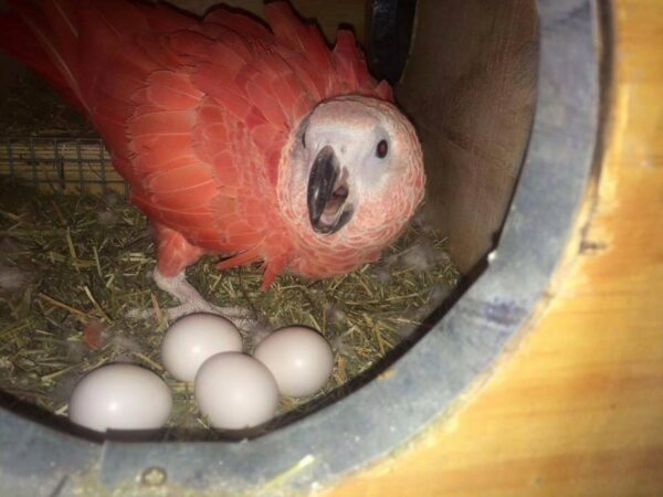 african grey parrot eggs for sale