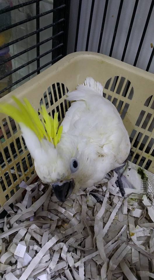Baby Sulphur Crested Cockatoo