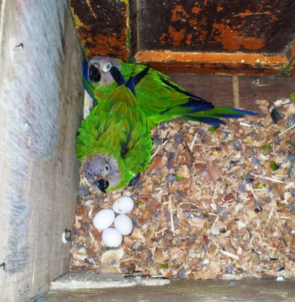 Conure parrot eggs for sale