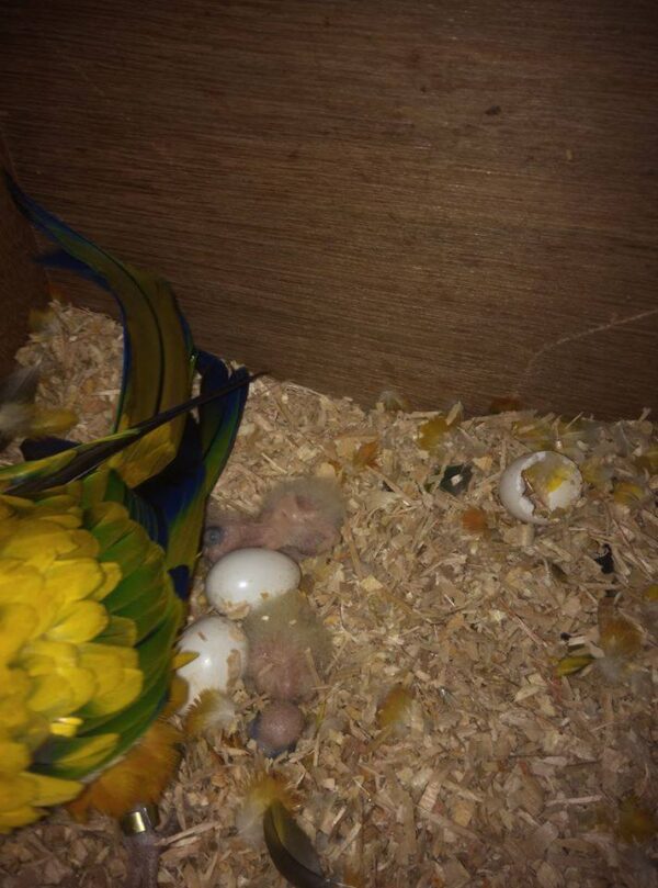 Conure parrot eggs for sale
