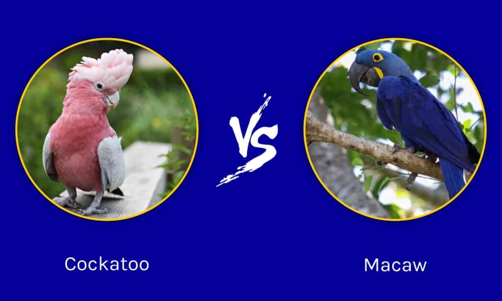 Cockatoo Parrots VS Macaws