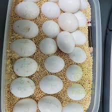 Parrot Eggs