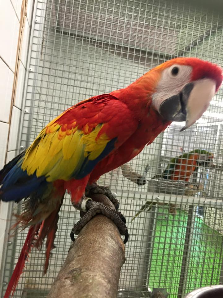 Scarlet Macaws For Sale Near Me