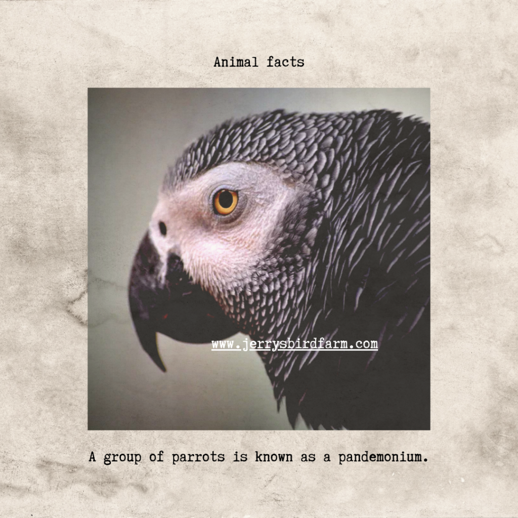 Buy African Grey Parrot Online