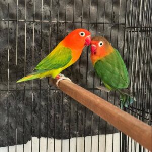 Yellow-faced Lovebirds (male and female)