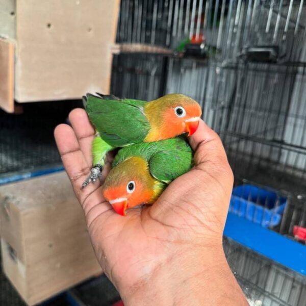 Yellow-faced Lovebirds for sale