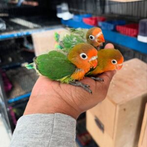 Split Yellow Faced Lovebird Babies For Sale