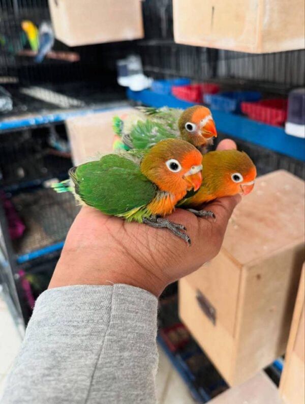 Love birds For sale
