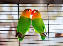 Love birds for sale near me