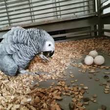 Fertile parrot eggs for sale online