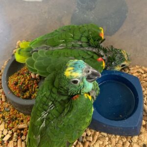 Blue-fronted Amazon parrot babies for sale