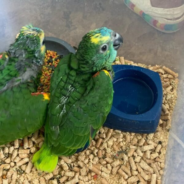 Blue-fronted Amazon parrot babies for sale