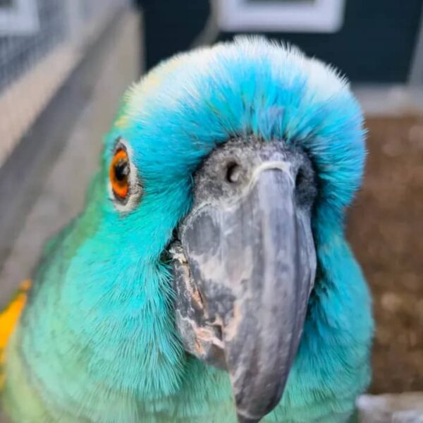 Blue Fronted Amazon For Sale Online