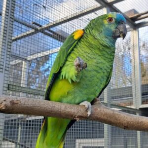 Blue Fronted Amazon For Sale Online