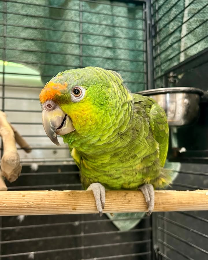 Amazon parrot for sale